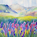  Fresh Lavender